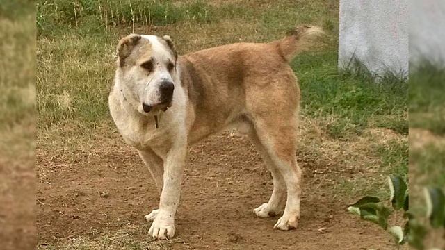 ТОП 10 БОЙЦОВЫХ ГРУЗИНСКИХ СОБАК смотреть онлайн