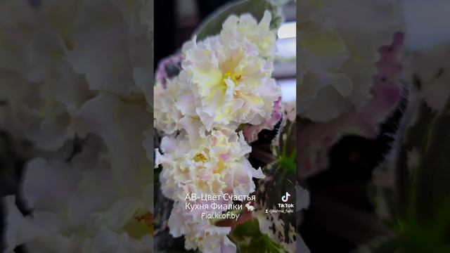 🍒🍒🍒АВ-Цвет Счастья. Сорт с совершенно новым окрасом для фиалок.