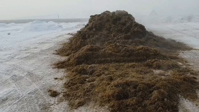 Транспортировка сенажа для быков | Обзор овец смотреть онлайн