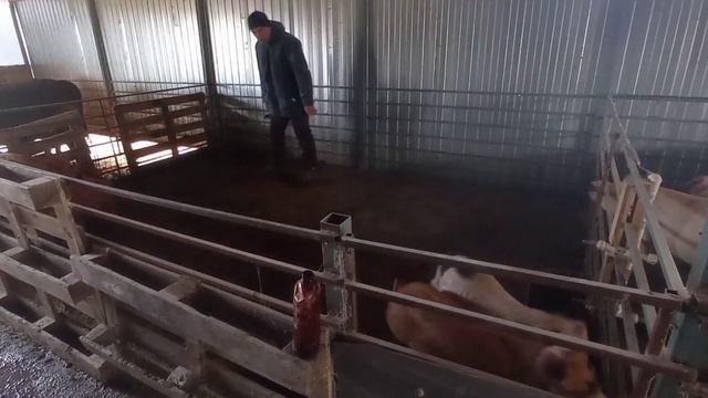 Уколы свиньям от паразитов.