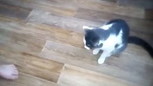 КАК НАУЧИТЬ КОШКУ КОМАНДЕ СИДЕТЬ ЗА 1 МИНУТУ!