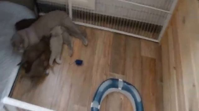 Вольер для котят смотреть онлайн