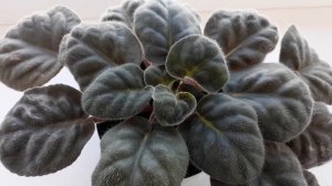 Так ли страшна мучнистая роса на фиалках?