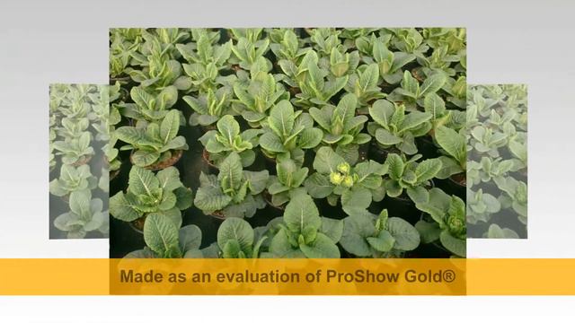 Floraria Iris смотреть онлайн