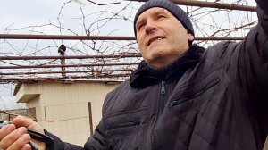 Обрезаем виноград | Мои семена на 2024 год