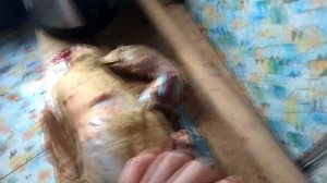 Утки Чери Вели и стар 53 слабые лапы