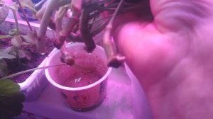 Укореняем черенки пеларгонии под фитолампой