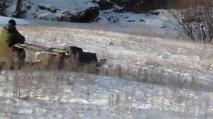 мои самодельные мотобуксировщики, мотособаки