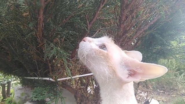 сфинкс браш на даче смотреть онлайн