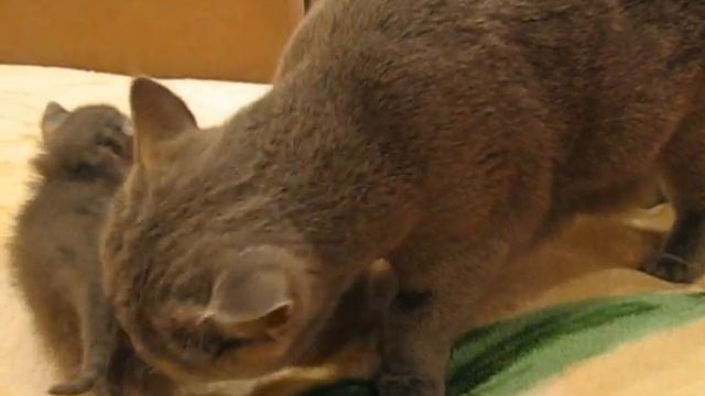 Заботливая британская кошка мама смотреть онлайн