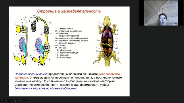 Онлайн-школа СПбГУ 2021/2022. 8 класс. Биология. 26.03.2022 смотреть онлайн