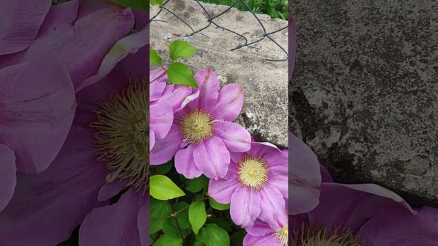 Клематис Пинк Бьюти Clematis Pink Beauty