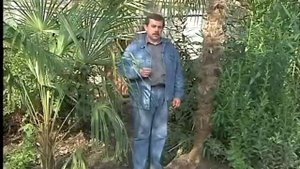 Зимний сад, пальмы.