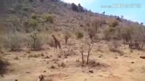 жаныбарлар дуйносу