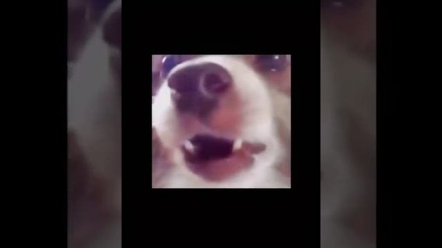 Собачка