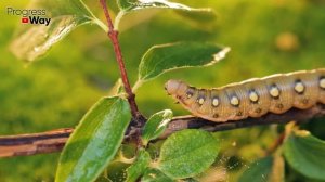 Осенью Эта Смесь Спасает Сад От Болезней И Вредителей! Искореняющая Обработка!