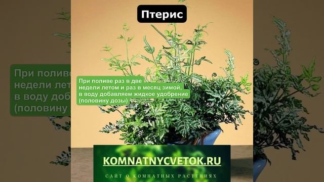 Птерис смотреть онлайн