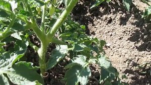 Медная проволока от фитофторы на помидорах