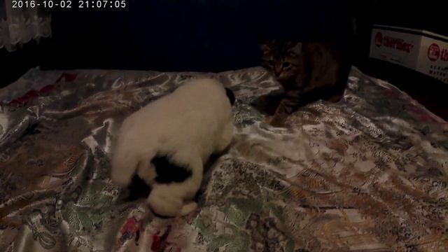 Белый щенок сао 21 день смотреть онлайн