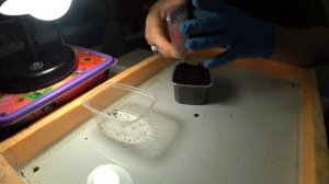 Часть 3. Влияние температуры на выход ювенилов и рост червя.