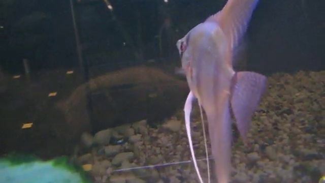 MVI_7487.AVI смотреть онлайн