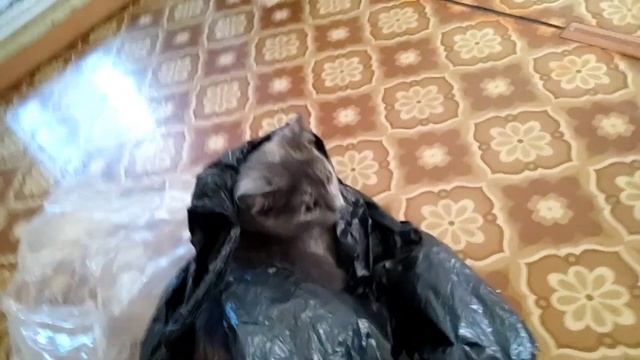 Теплицы из оконных рам 2. смотреть онлайн