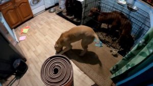 Дину отдали! Аяврик отказывается есть / Щенки в добрые руки / Строительство питомника/ Волк/Питбуль