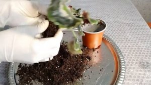 ФИАЛКА PURPLE PASSION КРУТИТ ЛИСТЬЯ. ЧТО ДЕЛАТЬ?