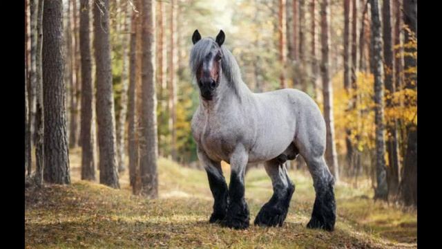 Бельгийская рабочая лошадь Барбансон