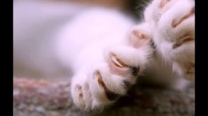 Клип на песню (мой котик котик котик котик)