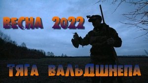 Несколько вечеров весенней охоты на вальдшнепа
