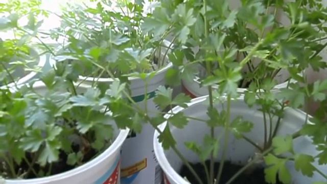 Выращивание зелени петрушки на подоконнике