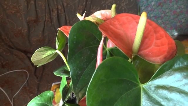 Цветок Мужское Счастье смотреть онлайн