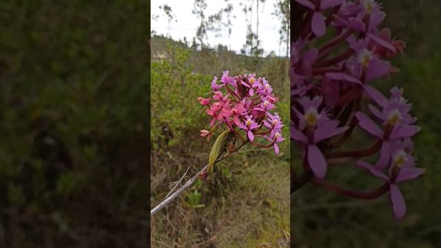 Una orquídea conocida como flor de Cristo es visitada por un insecto de palo, en el páramo andino.