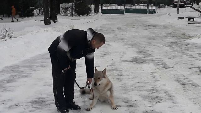 Чешский волчак. чехословацкий влчак.