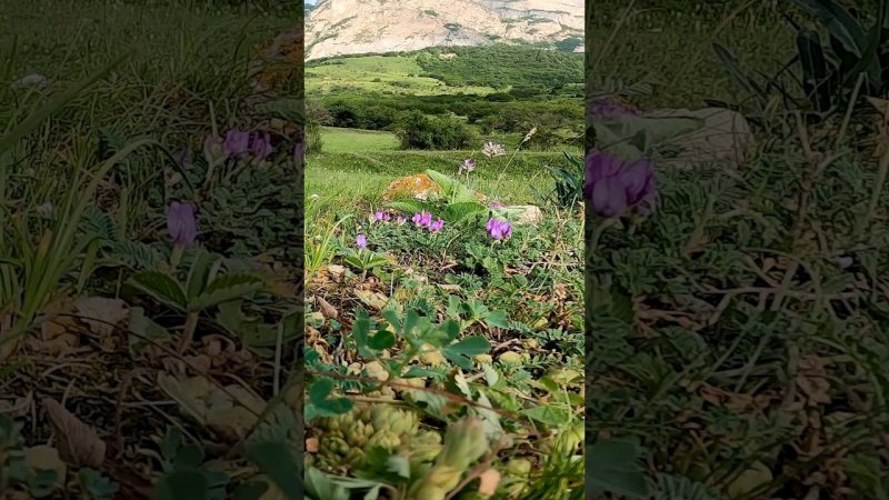 Mountain Flowers and Sounds of Mountain Nature