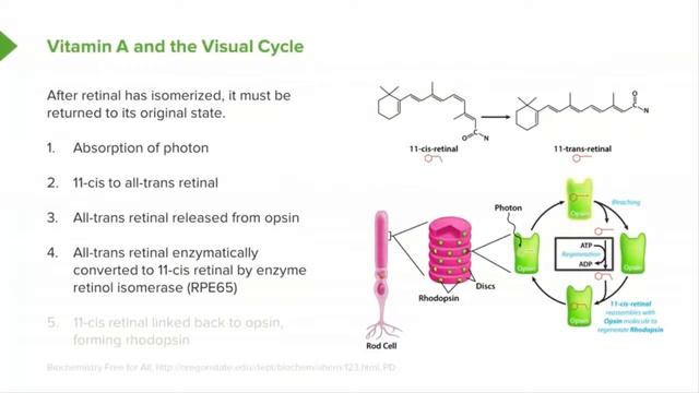 Vitamin A Color Detection, Visual Cycle & Retinoic Acid Function смотреть онлайн