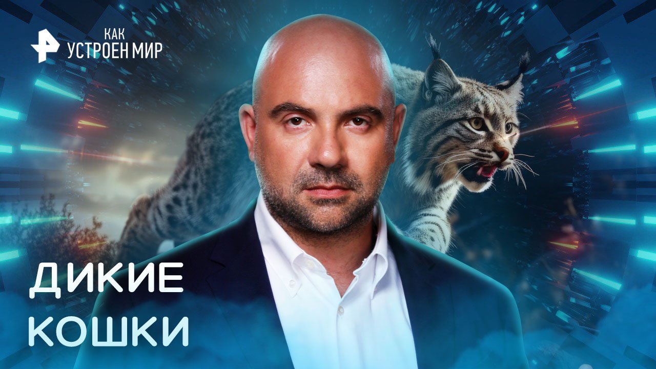 Дикие кошки — Как устроен мир с Тимофеем Баженовым