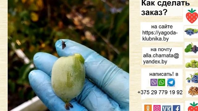 Обзор плодоношения сортов актинидии в 22 г: Женева, Киевская крупноплодная и гибридная. Форма, вкус
