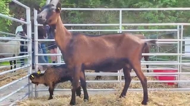 Лучшая молочная порода коз - Альпийская! Высокоудойные Альпийские козы в России! смотреть онлайн