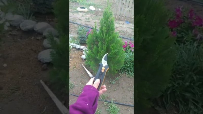 первый раз стригла хвойные