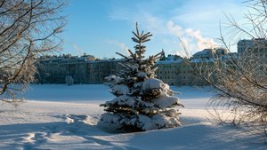 Мороз и солнце