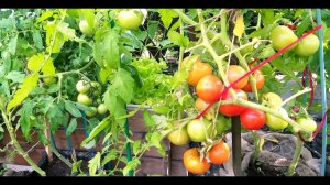Катя, Анюта и Сладкая девочка - томаты для майского урожая порадовали