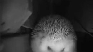 Ежик чихает и пукает одновременно (оригинал)