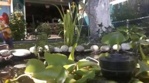 растения и  рыбки для пруда НА САДОВОМ УЧАСТКЕ  .