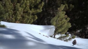 Minuscule - White as Snow