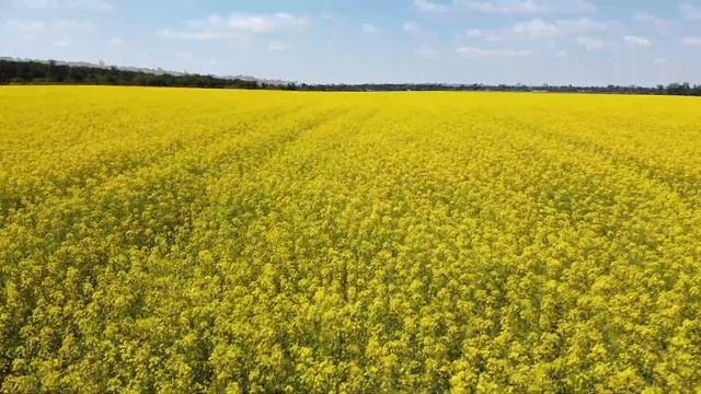 Просто красивые поля / видео с DJI Mavik Mini / как снимает камера / формат 2,7К (1440) смотреть онлайн