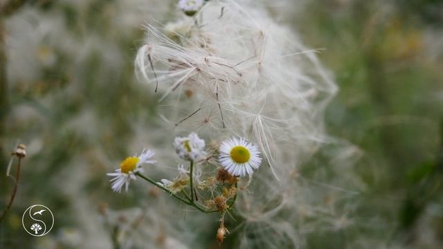 Спокойная Музыка для Снятия Стресса | Красивая Природа и Звуки Природы | Пение Птиц 10 Часов