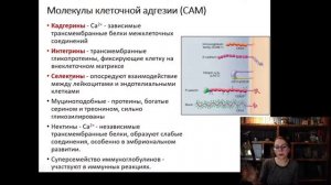 5. Эпителий Лекция по гистологии