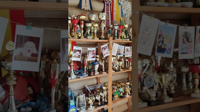 Собаки побеждают